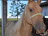 VÍDEO: Relação entre humanos e cavalos traz benefícios para o corpo e mente 