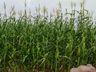 Chuva de granizo causa prejuízos em lavouras da região