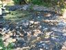Vídeo: Após mortes de peixes, morador denúncia poluição em riacho de SMOeste
