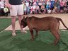 Desfile de cães tem presença de 20 animais na Efrait 2024