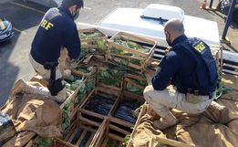 PRF aborda caminhão de Itapiranga com cerca de R$12,5 milhões em cocaína
