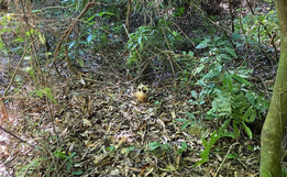 Polícia Científica identifica ossada encontrada em Quilombo há dois anos