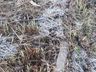 FOTOS: Internautas registram geada em São Miguel do Oeste