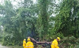 Queda de árvores bloqueia parcialmente BR-282 entre Maravilha e Iraceminha