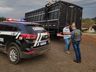 Cidasc e Polícia Civil apreendem bovinos e fecham abatedouro clandestino