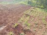 Zootecnista inicia projeto de agroflorestal em Itapiranga 