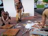 Polícia Militar apreende 250 tabletes de maconha em ônibus