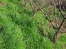 Poucos dias de frio prejudicam a produção de frutas