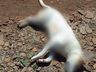 Cachorro é achado morto com quatro perfurações em São José do Cedro