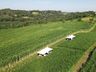 Epagri de Iporã do Oeste realiza Dia de Campo sobre nova variedade de pastagem