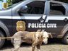 Polícia resgata cadela em situação precária e apreende armas em Mondaí