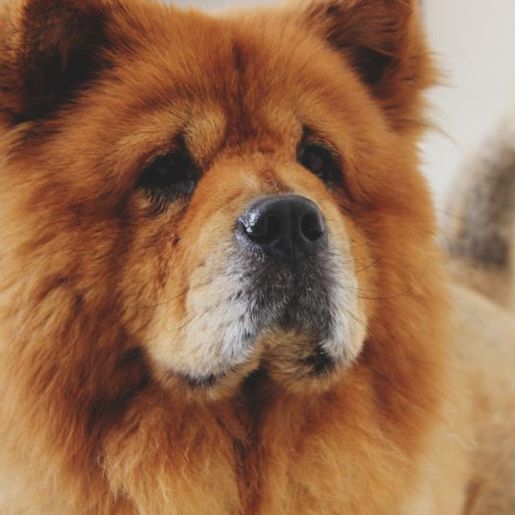 Delegado informa destino de cachorro que matou bebê em SC