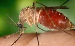 Brasil registra quase 3 mil casos de Oropouche em 2025