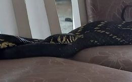 Cobra aparece na mesa de jantar e dá um baita susto em família de SC