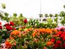 Central Flor, Floricultura e Paisagismo inaugura em São Miguel do Oeste