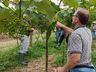 Dia de Campo sobre Videira é realizado em Guarujá do Sul