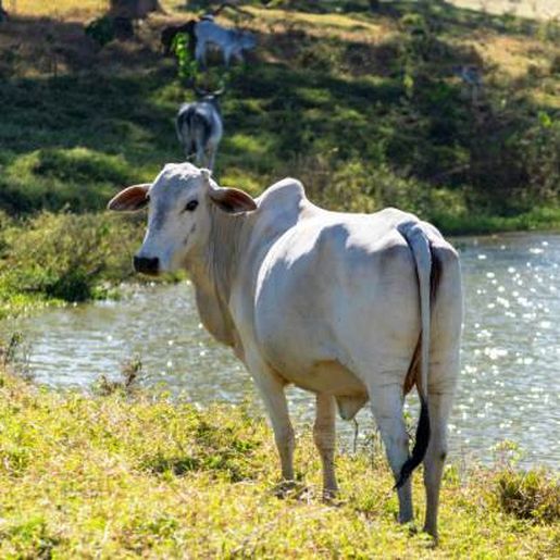 Anchieta adere o programa Mais Pecuária Brasil por 12 meses