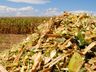 Região registra alta produtividade em silagem de milho 