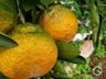 Projeto sobre o cultivo de alface é apresentado em propriedade rural de Mondaí