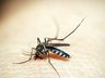 Onda de calor em SC faz número de casos de dengue explodir em três semanas
