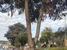 Setor de Meio Ambiente inicia desenvolvimento do projeto de arborização