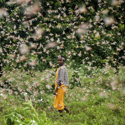 Nuvem de gafanhotos causam enormes prejuízos pelo mundo 