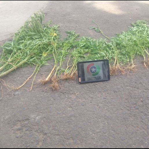 Polícia Militar de Itapiranga localiza plantação de maconha no interior
