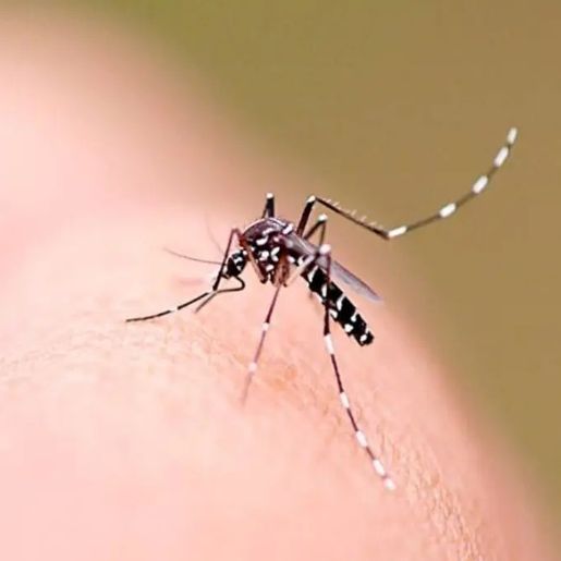 SC registra mais de 62 mil focos do mosquito Aedes aegypti e reforça ações contra a dengue