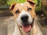 Cachorro de Moisés morre no Revéillon após fogos de artifício