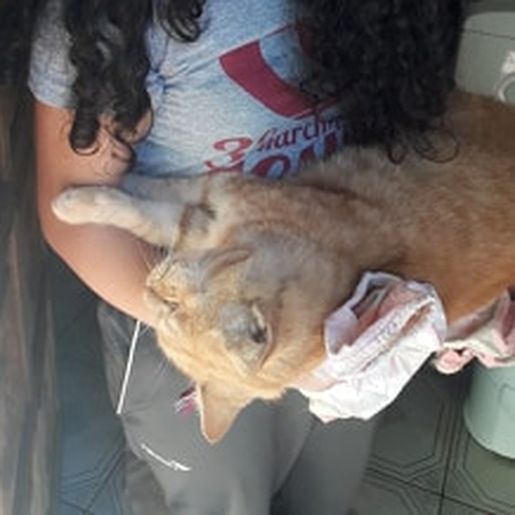 Moradores denunciam envenenamento de animais em Bairro de SMOeste 