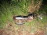 Jovem fica gravemente ferido em acidente na BR 163