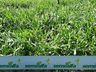 Cooperalfa promove campo tecnológico de pastagens de verão em SJCedro