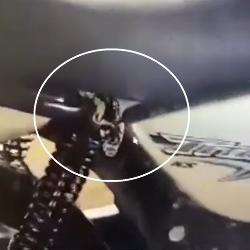 VÍDEO: Cobra de 2 metros de comprimento é encontrada dentro de motocicleta em SC