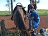 VÍDEO: Relação entre humanos e cavalos traz benefícios para o corpo e mente 