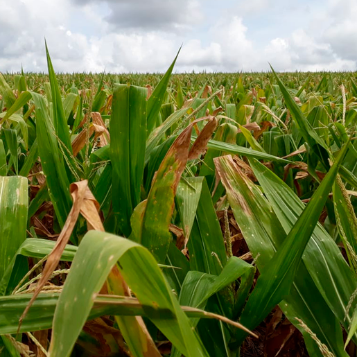 Produtores devem estar atentos às regras para solicitar o seguro agrícola 