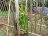 Morador de SJCedro investe no cultivo de pitaya