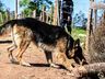 Núcleo de Operações com Cães é instalado em SMOeste