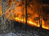 Morador reclama de queimadas constantes em área de reflorestamento de SMOeste 