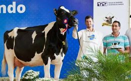 Produtor trabalha com genética visando retorno das feiras