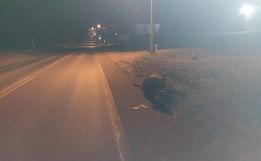 Vaca invade rodovia, é atropelada por caminhão em Descanso 