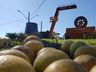 Com grandes atrações, inicia hoje a 18ª Festa da Fruta em Mondaí