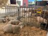 Mais de 100 expositores movimentam a Expo Campo Erê 2025