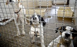 Adoção de animais domésticos é opção em meio ao isolamento social