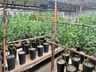“Maconha de playboy” é descoberta durante flagra de plantação de drogas em Florianópolis