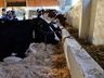 Encerrada a maior edição de todas as Efapis