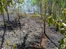 Incêndio de grandes proporções atinge plantação de eucalipto no interior 