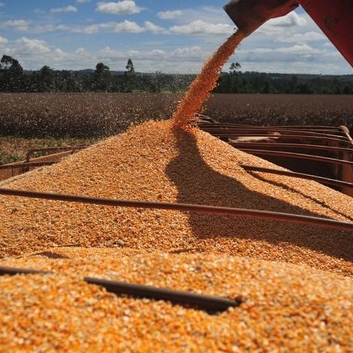 Agricultores tem boa expectativa de produtividade em lavouras