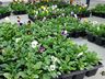 CAESP/APAE Caminho de Luz realiza feira de flores de inverno