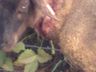 Cães matam ovelhas em propriedade de Guarujá do Sul