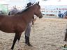 Cavalos crioulos de Itapiranga são avaliados na 11ª Efrait